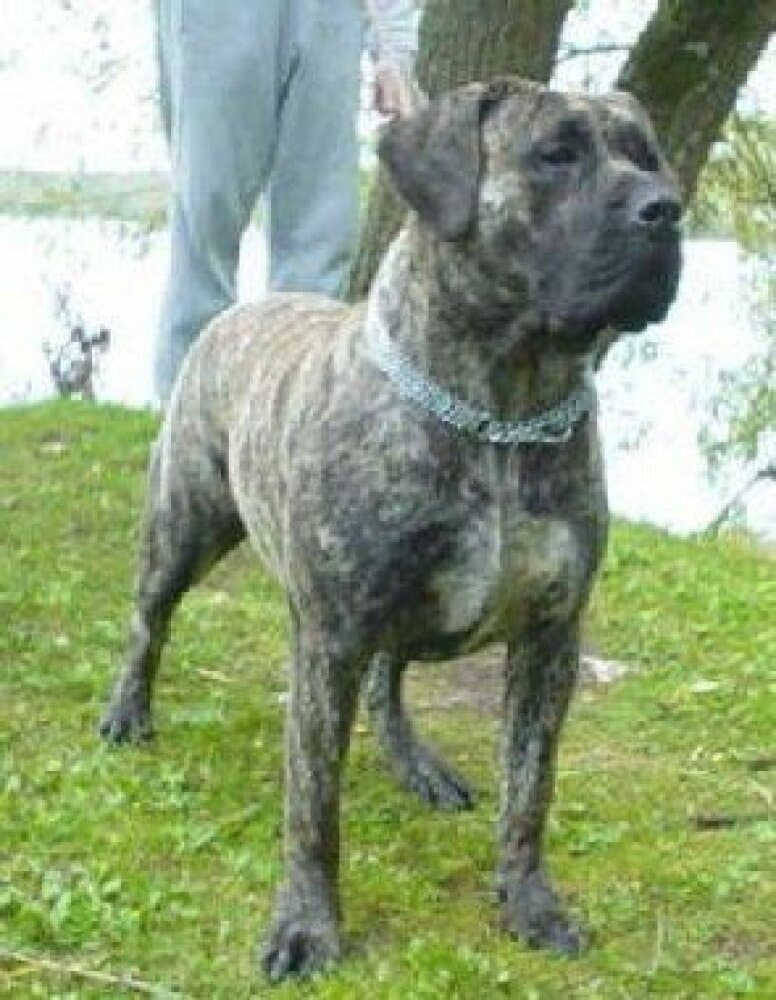 CATHARINA EL PERRO DIABLO 1
