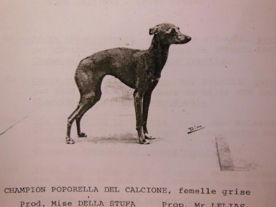 Porporella Del Calcione 1