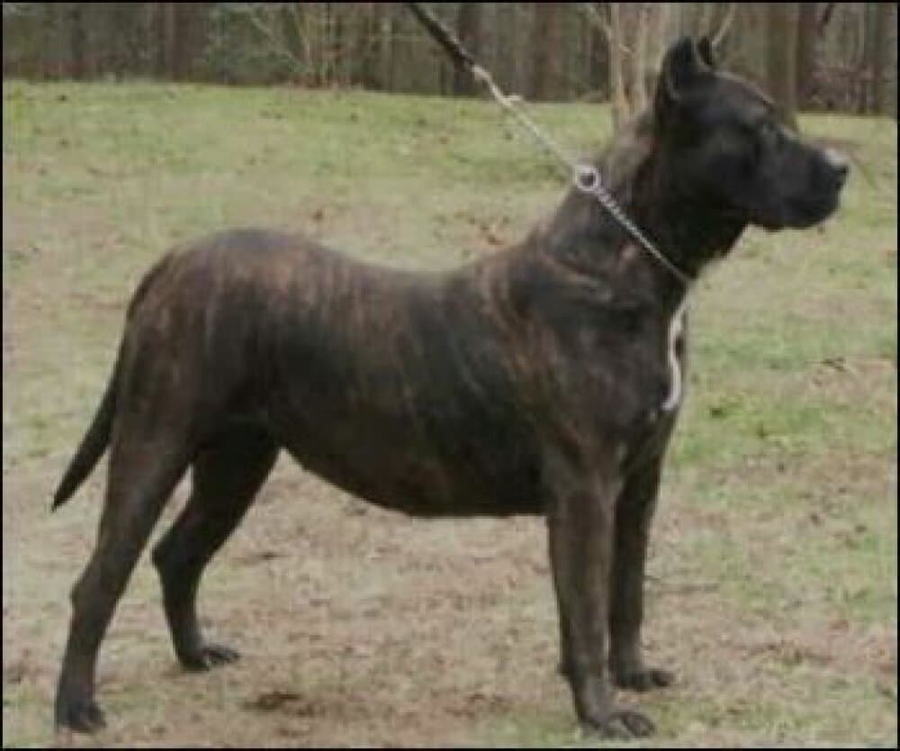 RANGER'S NORA B OF TALL OAKS 1