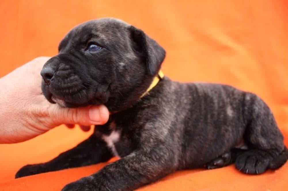 BOSS BULL CANARIO SHILA 1