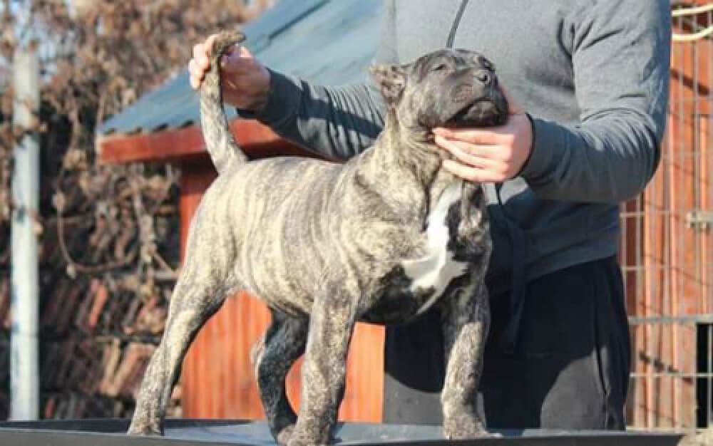 BOSS BULL CANARIO REYNA 1
