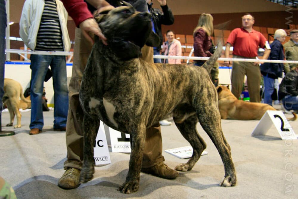 MINOTAURO DE WARSNEY 1