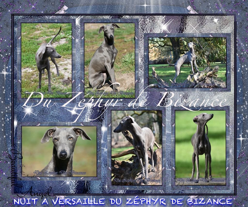 Nuit A Versaille Du Zéphyr De Bizance 1