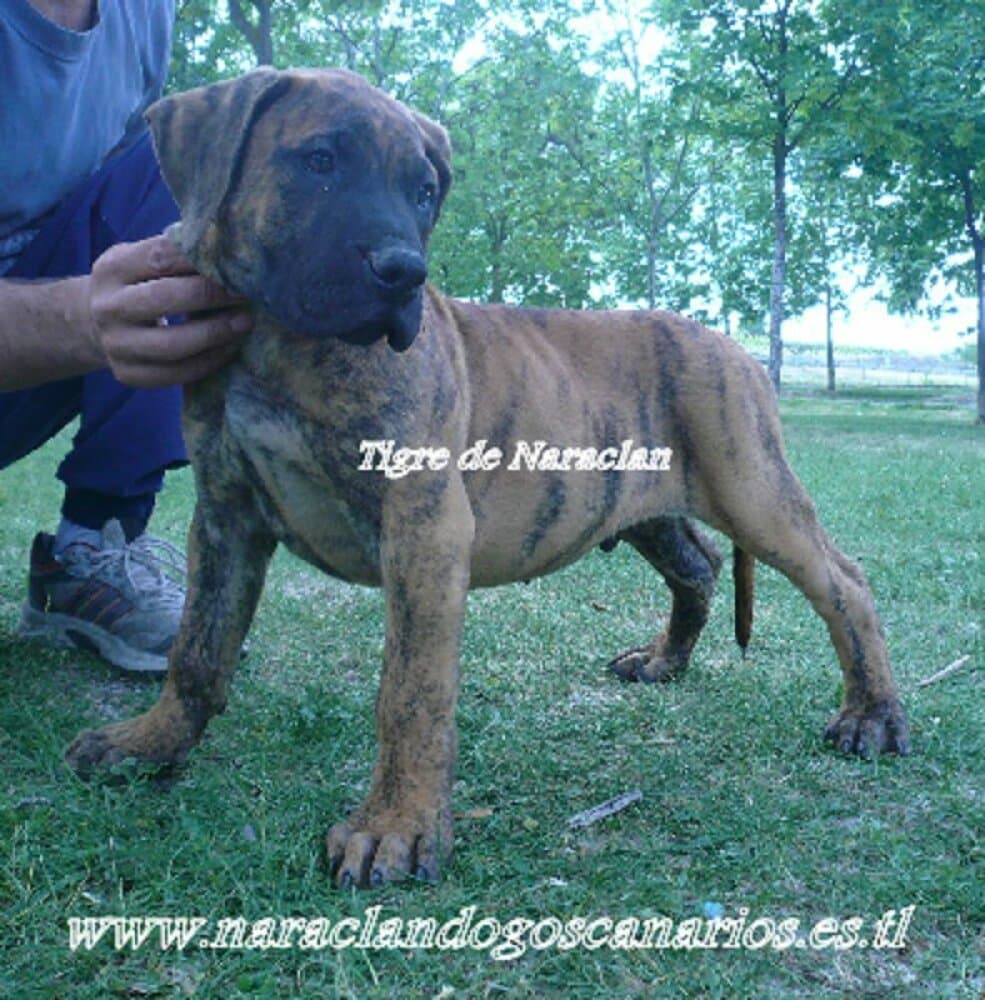 TIGRE DE NARACLAN 1