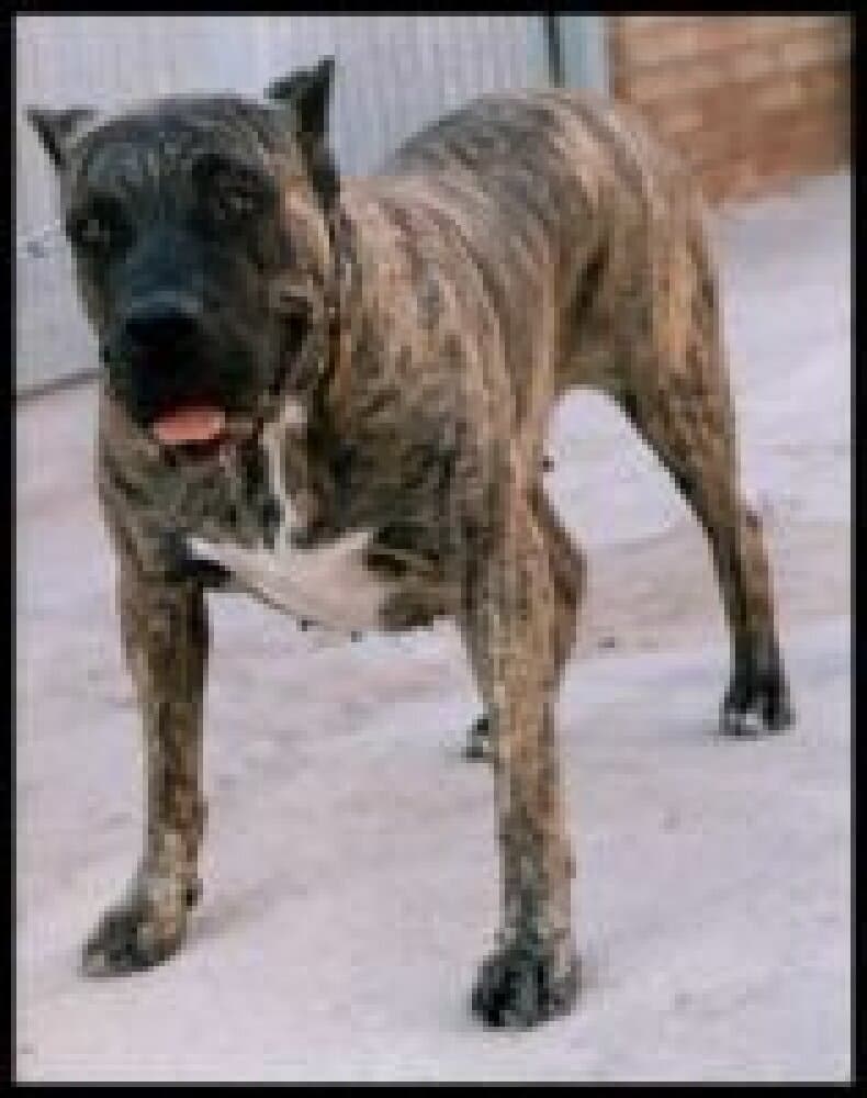 BRISA DE DOG REAL 1
