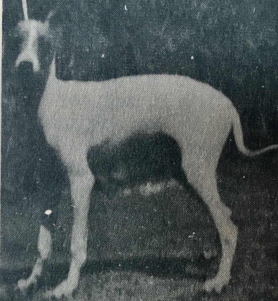 Gismondo Savelli 1