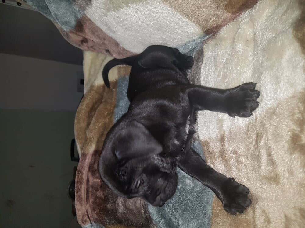 BLACK STUFF PRESA BOW 1
