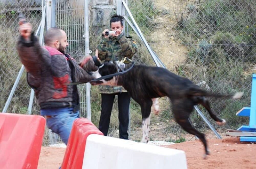 MOLECULA DE IRON BULL 1