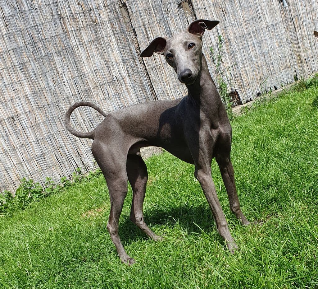 Chapli Feritte Bugsy 1