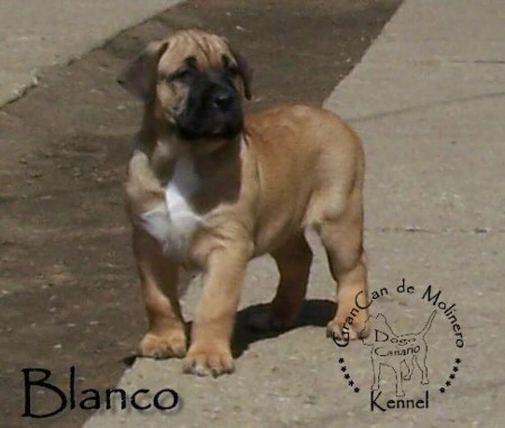 BLANCO GRANCAN DE MOLINERO 1
