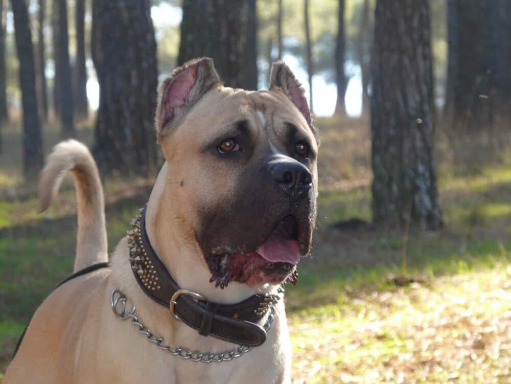 LEóN I DE KING ZULU 1