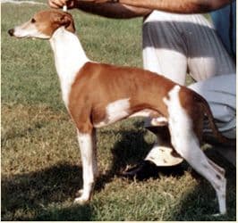 Dasa's The Annihilator 1
