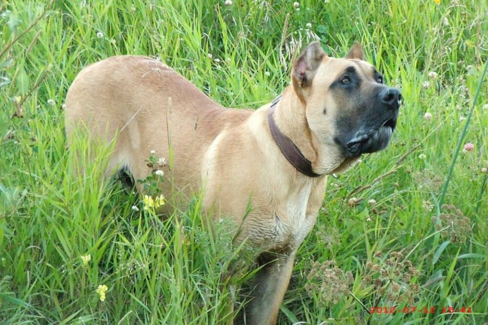 KING ARGOS DE CANARIAN BULL 1