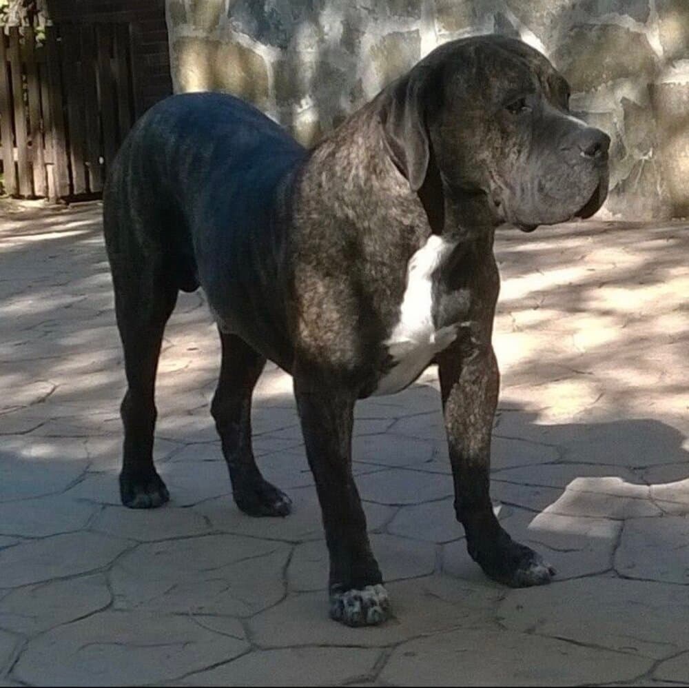 TITáN DE KING ZULU 1