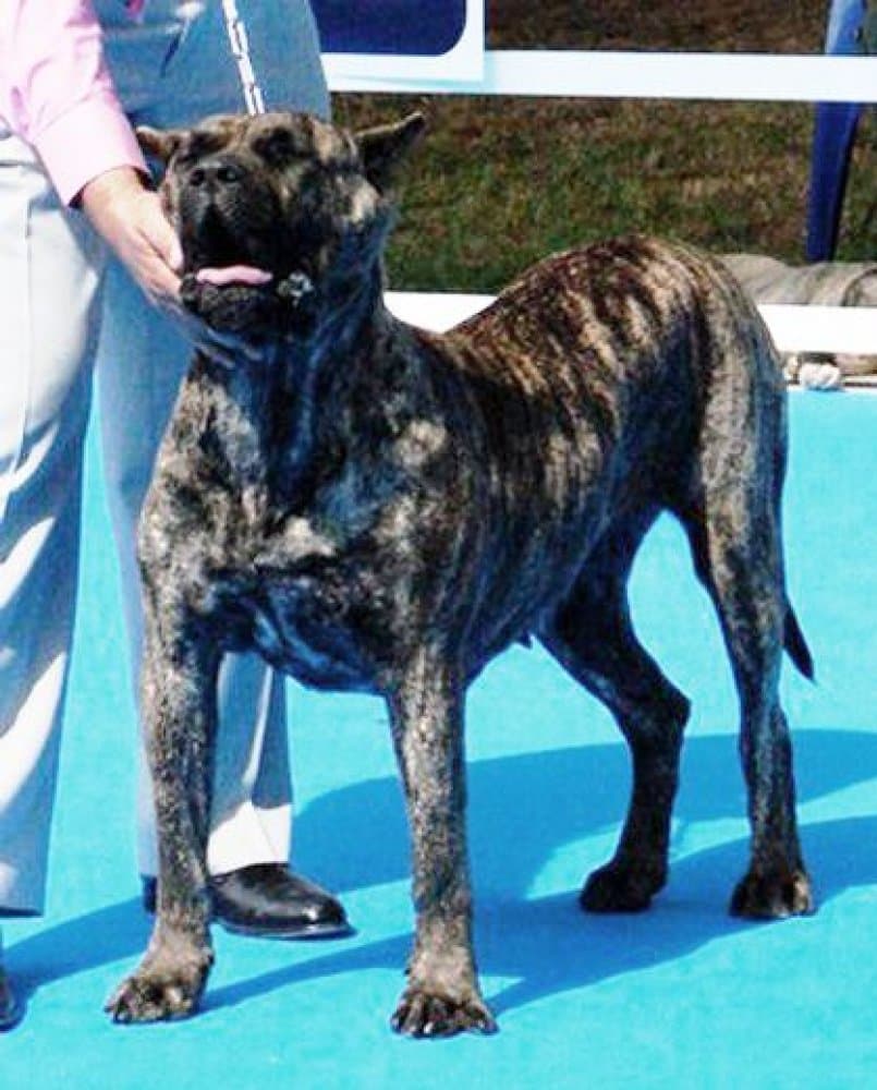 BRUMA DE LA JACHA 1