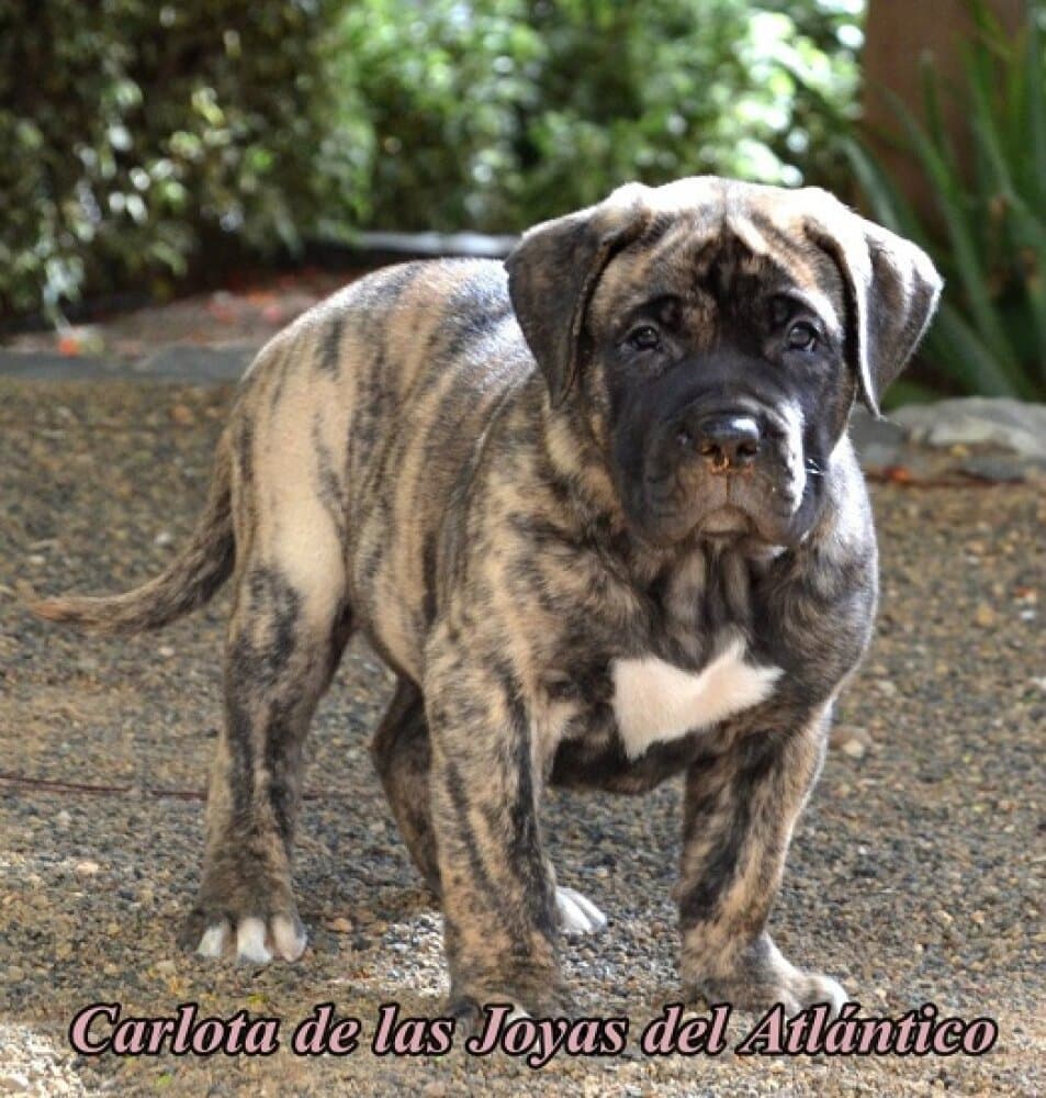 CARLOTA DE LAS JOYAS DEL ATLANTICO 1