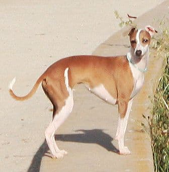 Cuchulain Petite Papillon Du Grand Vitesse 1