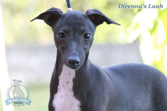 Direnna's Luah 1