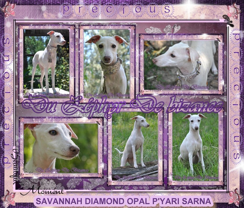 Savannah Diamond Opal P'Yari Sarna 1