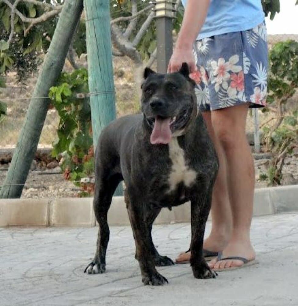 LOLA DE KING ZULU 1