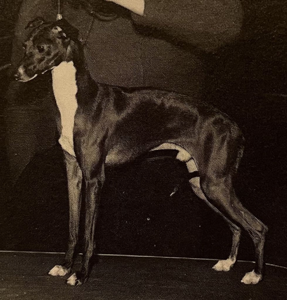Salswift's Sebastian D'Anthony 1