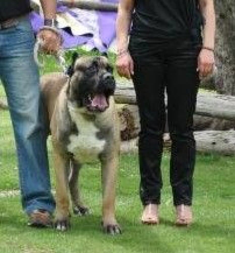 OSO DE KING ZULU 1