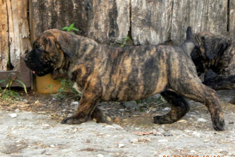 LATINA DE SPALATO BULL 1