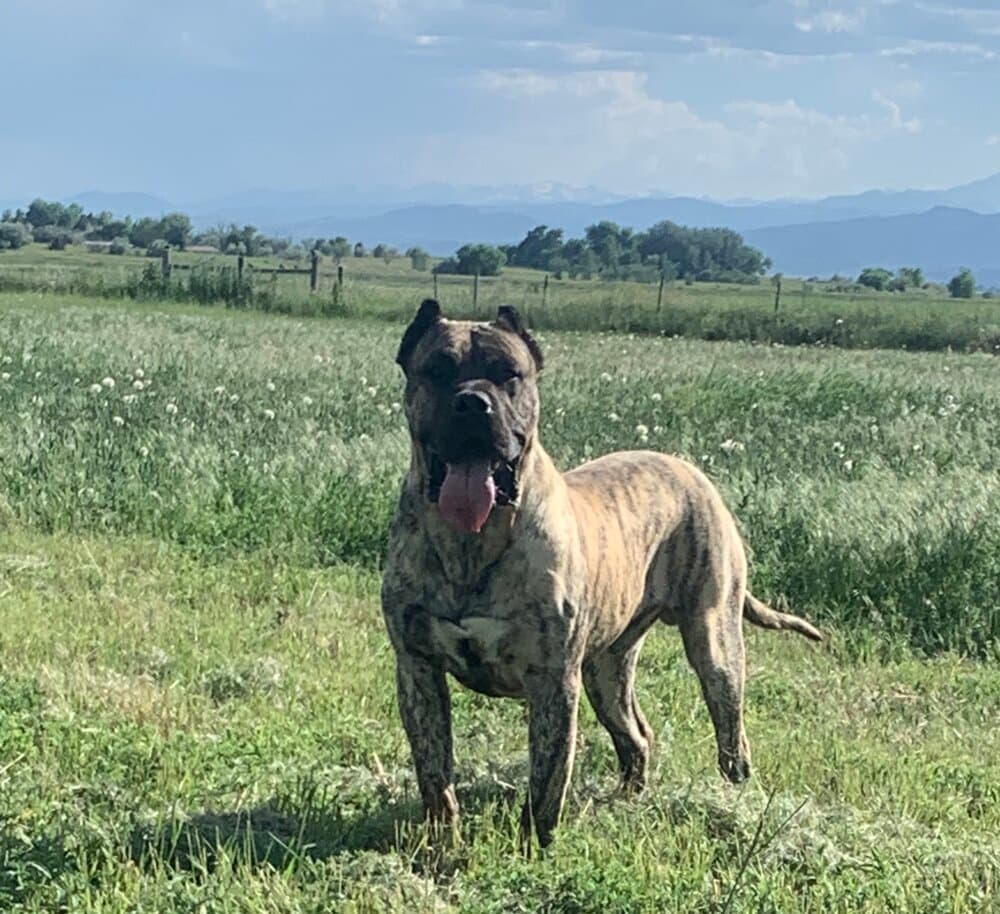 ODIN DE CANARIAN BULL 1