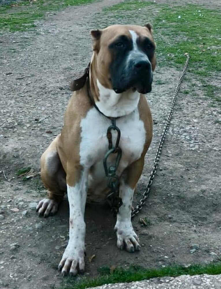 BONNIE DE SPARTA WILDBOYZ 1