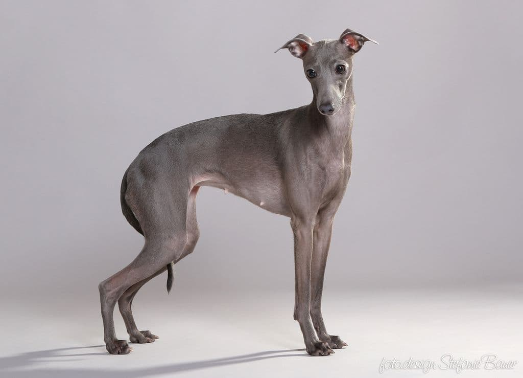 A´Millie Veloce Come Il Vento 1