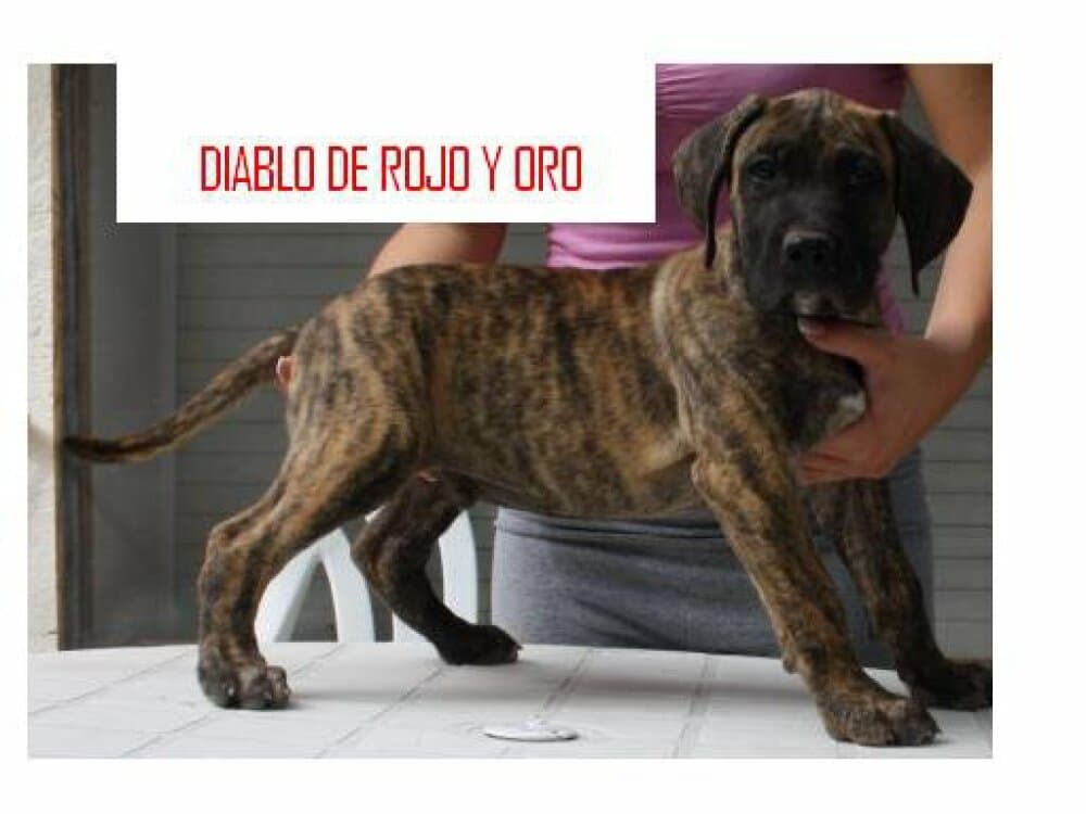 DIABLO DE ROJO Y ORO 1