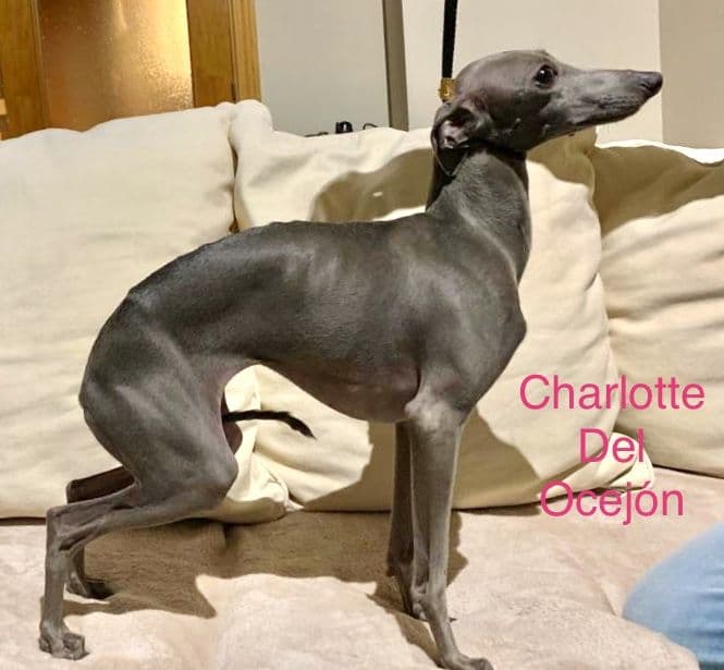 Charlotte Del Ocejon 1