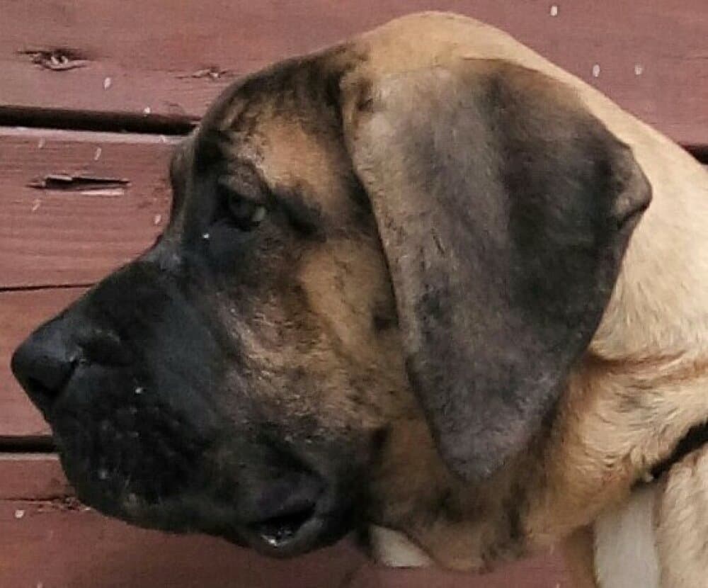 BOSS BULL CANARIO WENDY OF RAJASORIGINAL 1