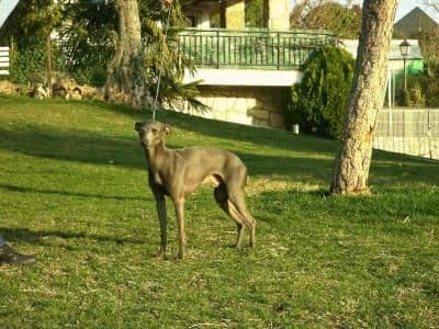Ugo Des Princes De Kazan 1