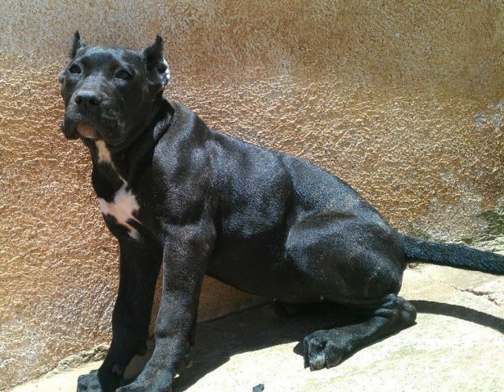 GUAJARA DE PERRO DE LA TIERRA 1