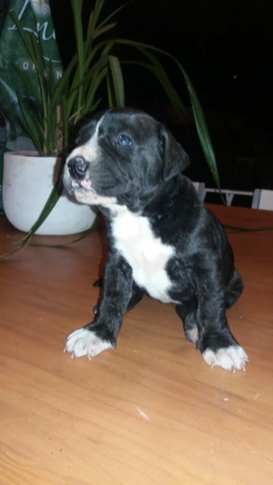 ORCA DE KING ZULU 1
