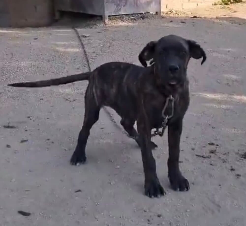 JOSE CARLOS DE KING ZULU 1