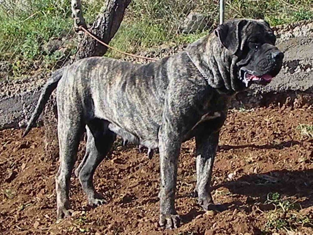 FAINA DE CRISDOCO 1