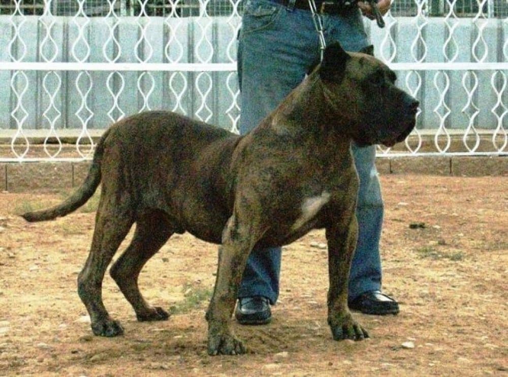 LOLO DE ORDEPAIFOS (COY) 1