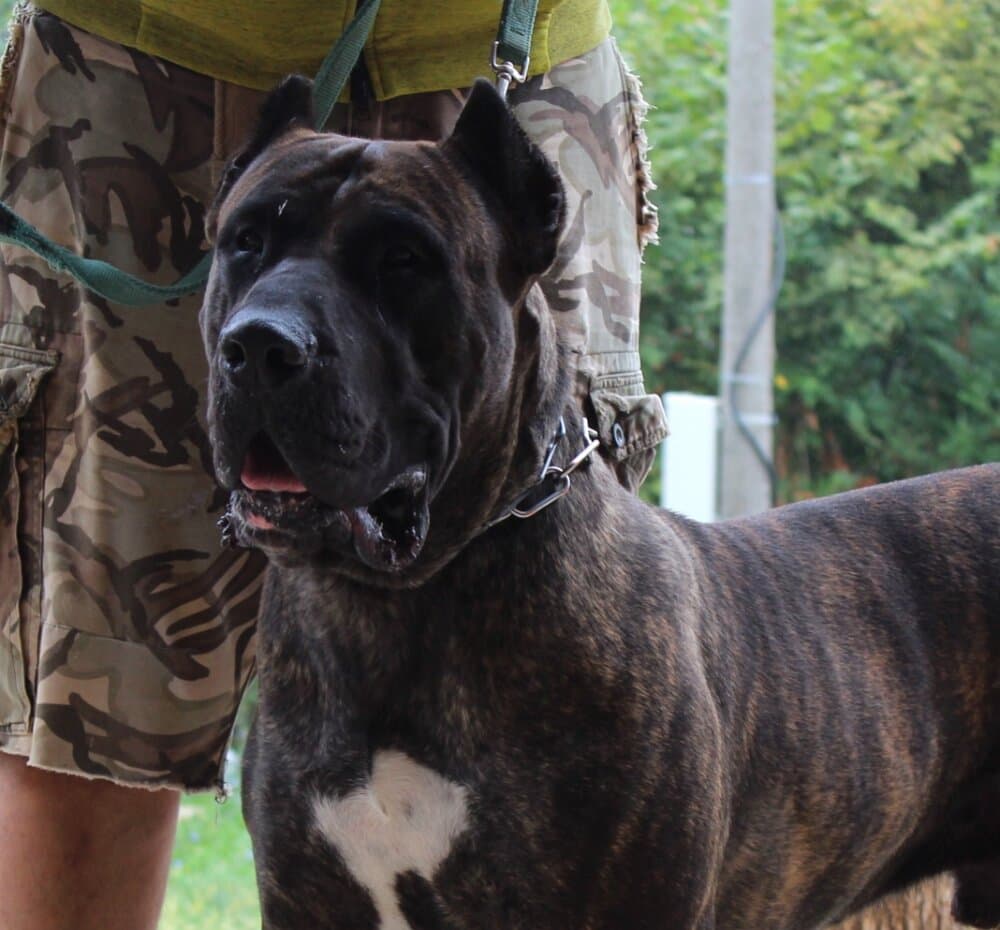 LEGIJA COLOSSUS OF BUKULJA 1