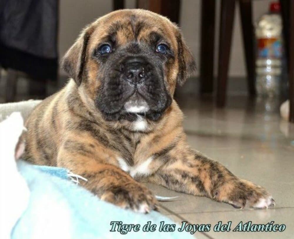 TIGRE DE LAS JOYAS DEL ATLANTICO 1