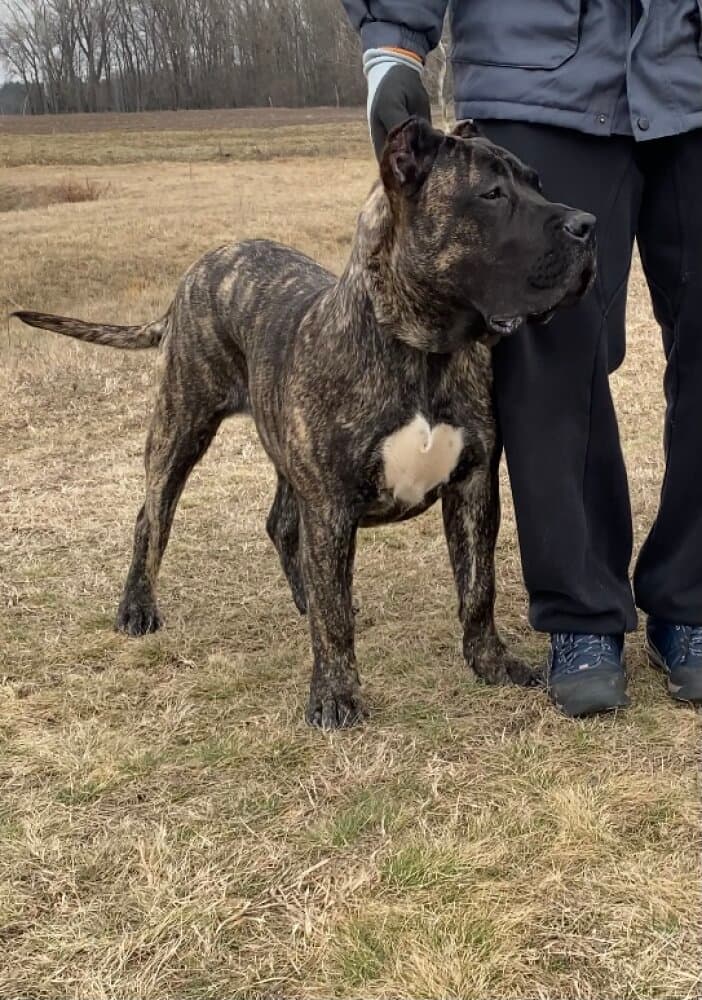 A-IGOR ATLANTIDA DE PERROS 1