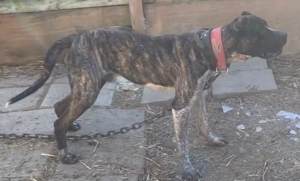 KUJO DE SPARTA WILDBOYZ 1