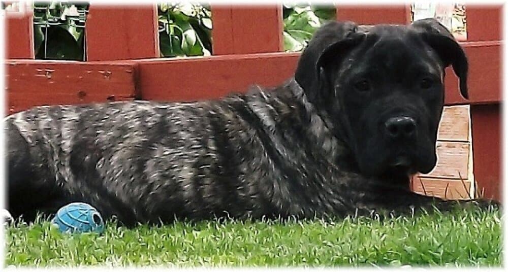MIA DE IMPERIAL CAN 1