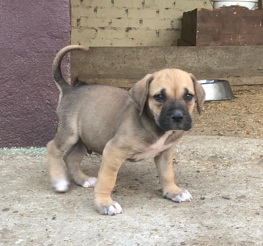 LEONE DE KING ZULU 1