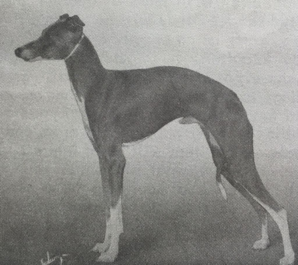 Seminole Of Bella Casa 1