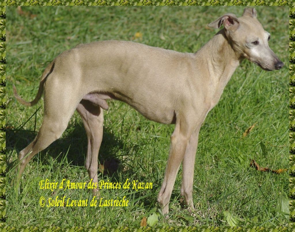 Elixir D'Amour Des Princes De Kazan 1