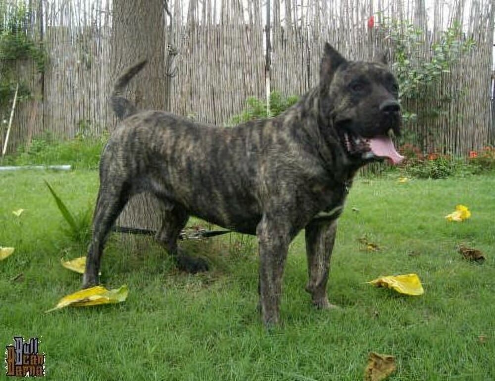 CEUS DE BARNACAN BULL 1