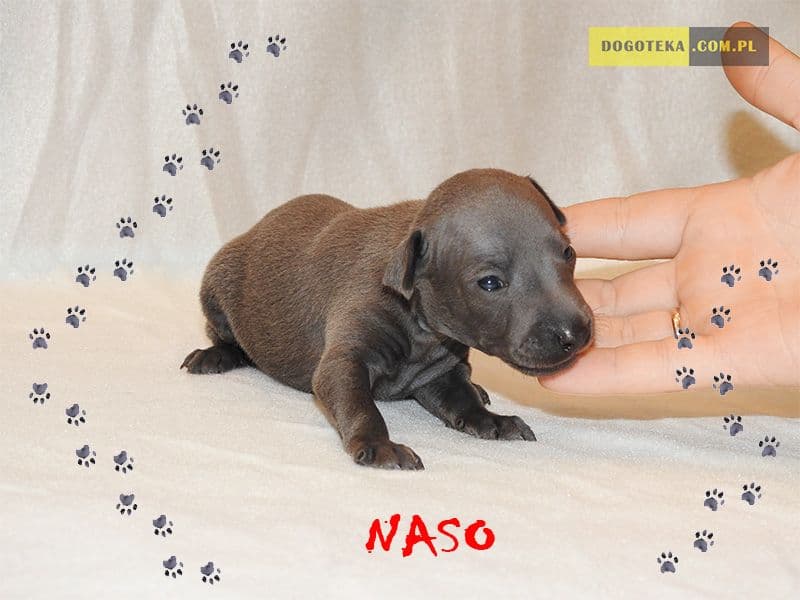 Naso Dogoteka FCI 1