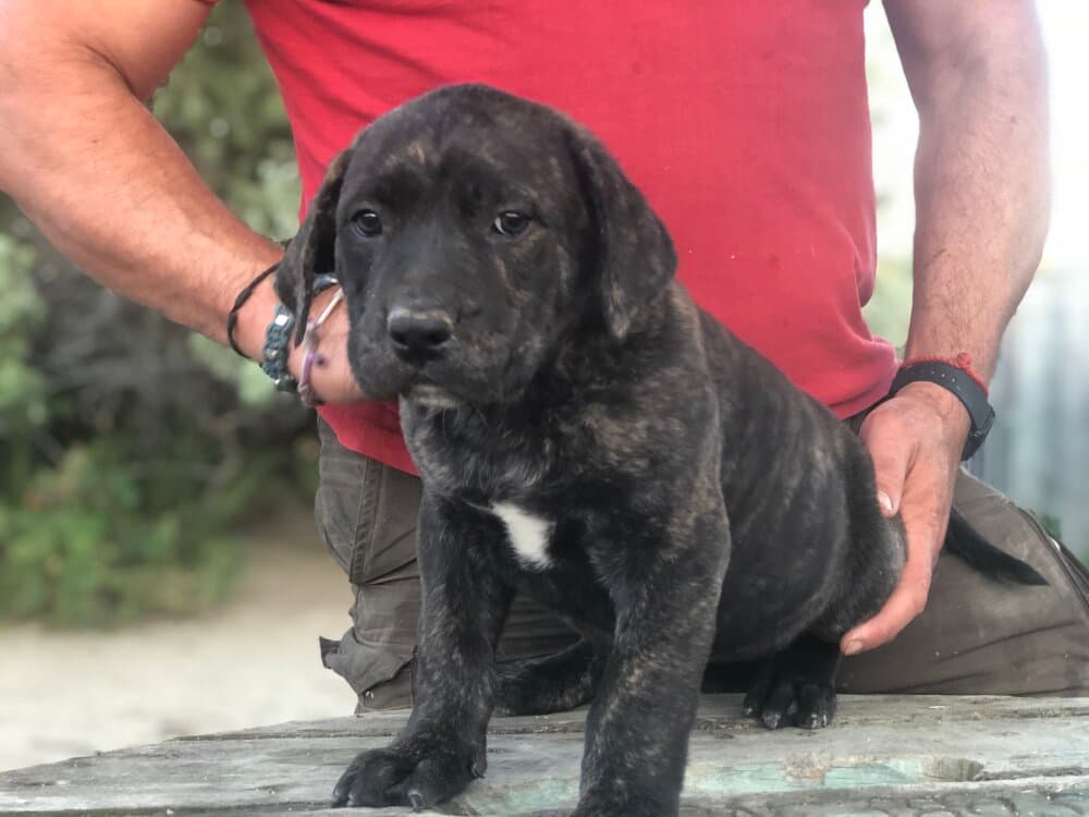 TIGRE DE KING ZULU 1